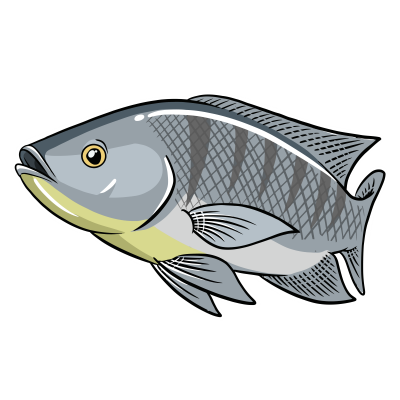 Ikan Nila Bioflok
